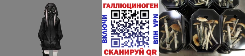KRAKEN tor  Ленинградская  Псилоцибиновые грибы Magic Shrooms  даркнет сайт 